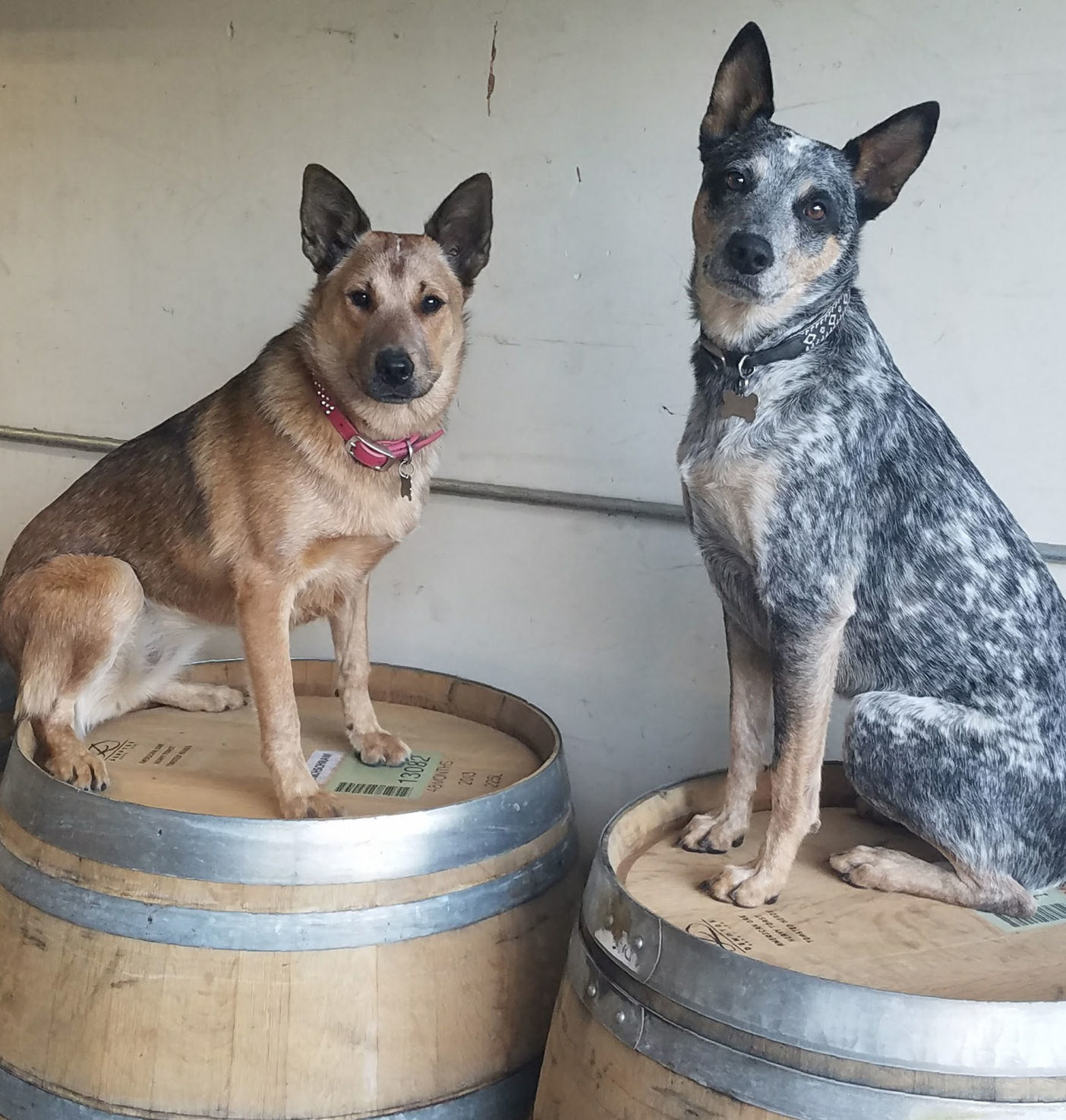 Pic of the Litter: Lucy Lu and Bandit